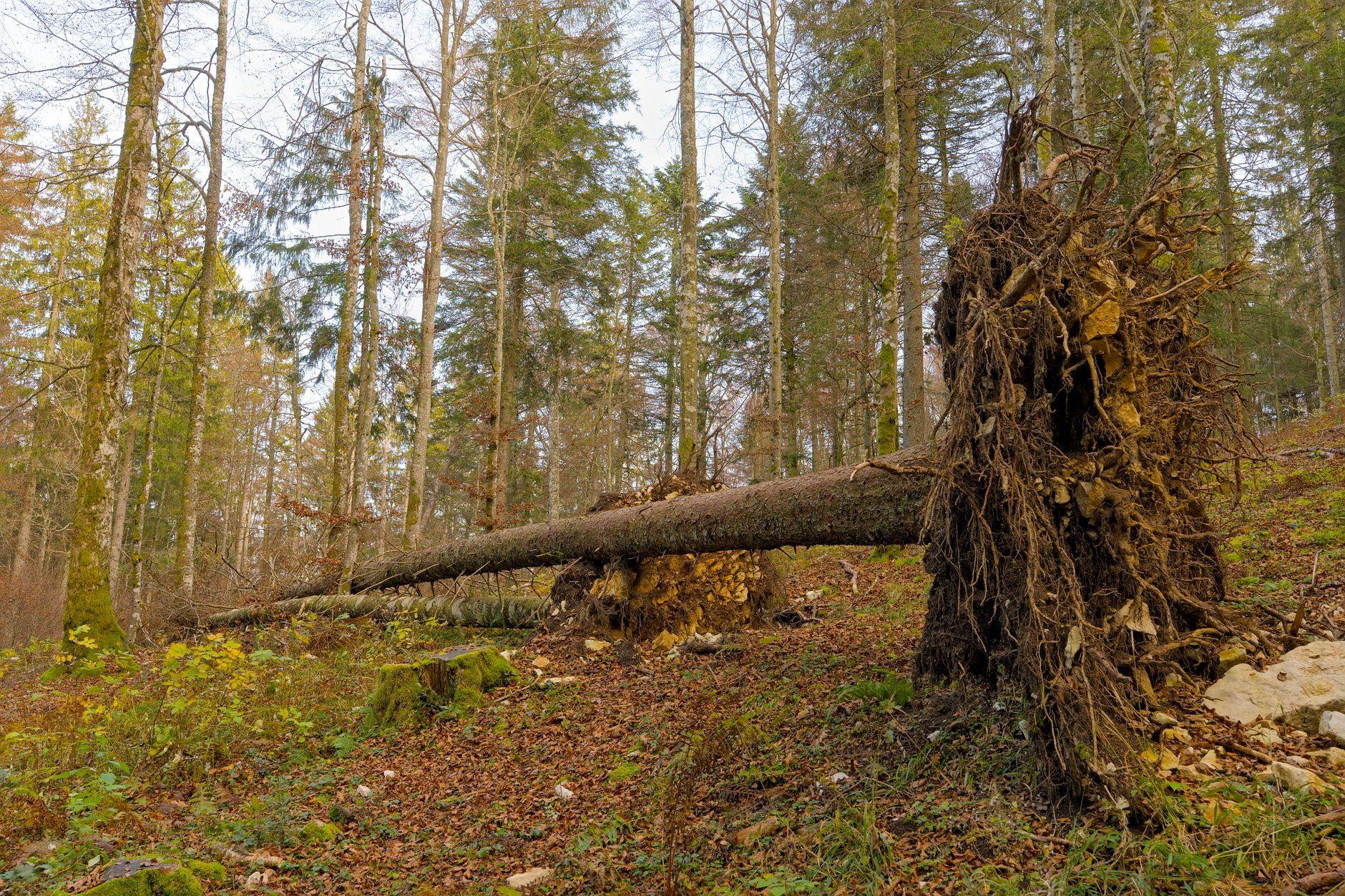 Enlèvement Arbre Urgence équipe à Alfortville